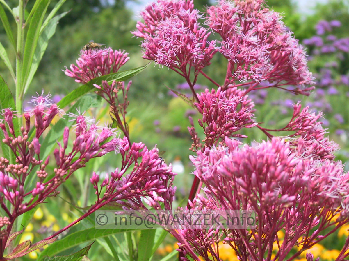 Eupatorium fistulosum Atropurpureum - Blueten.JPG